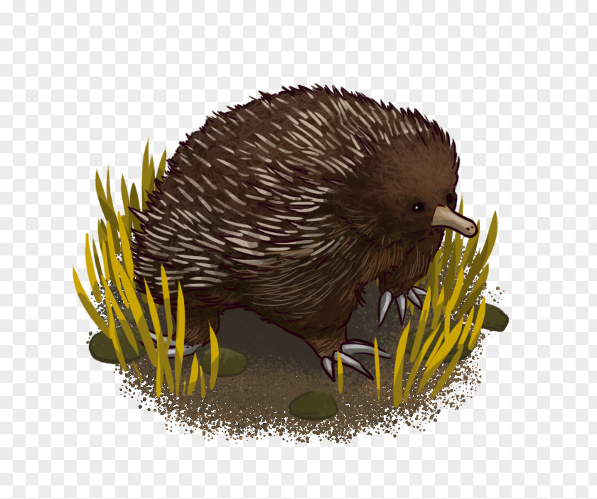 Domesticated Hedgehog Echidna Porcupine Fauna PNG