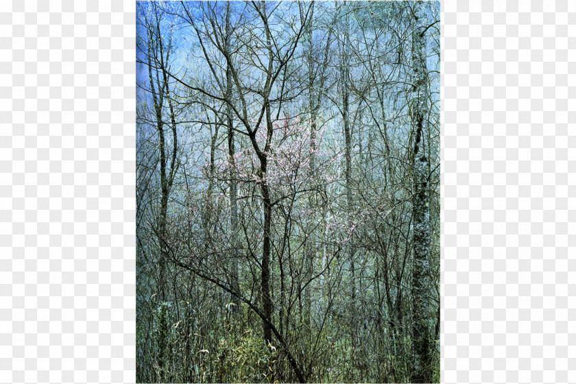 Intimate Landscapes: Photographs Amon Carter Museum Of American Art Redbud Tree In Bottom Land, Red River Gorge, Kentucky, April 17, 1968 Photography PNG