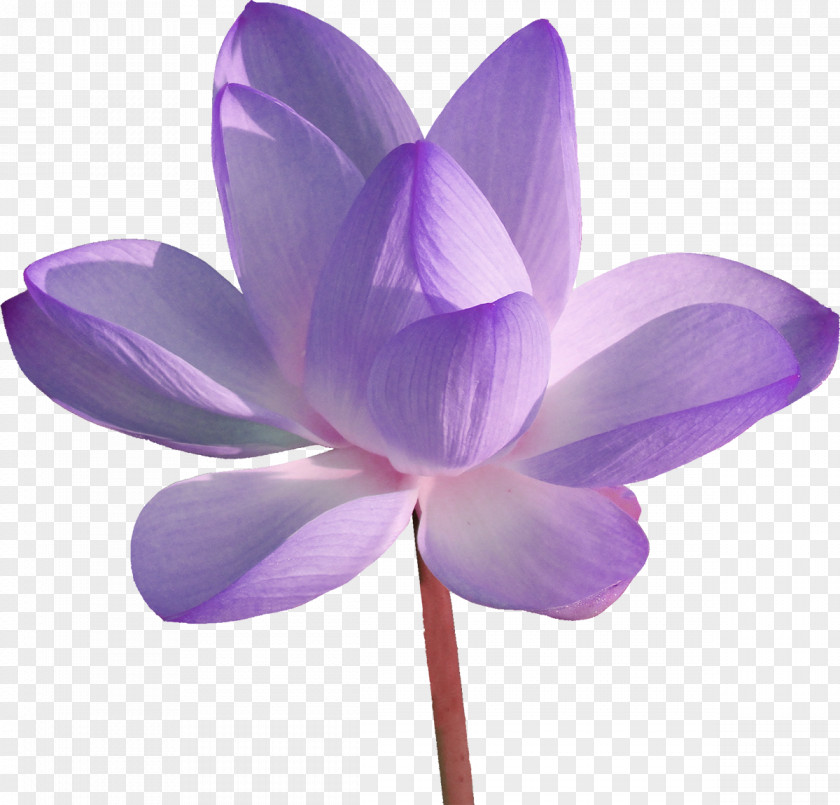 Lilac Desktop Wallpaper Editing PNG