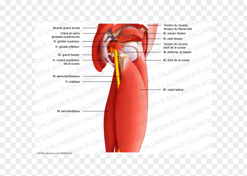 Rectus Femoris Function Muscles Of The Hip Shoulder Anatomy PNG