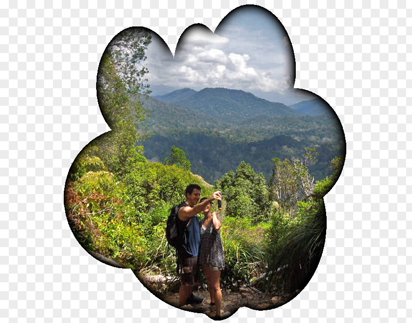 Tree Tourism PNG