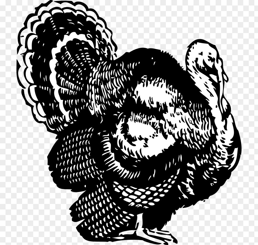 Turkey Drawing Pictures Broad Breasted White Black And Meat Clip Art PNG