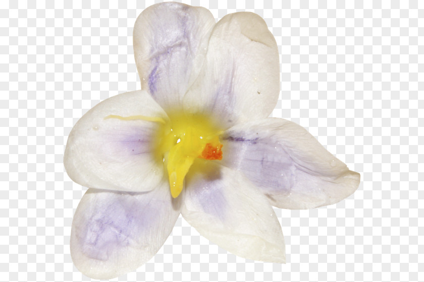 Crocus Moth Orchids Family Violet PNG