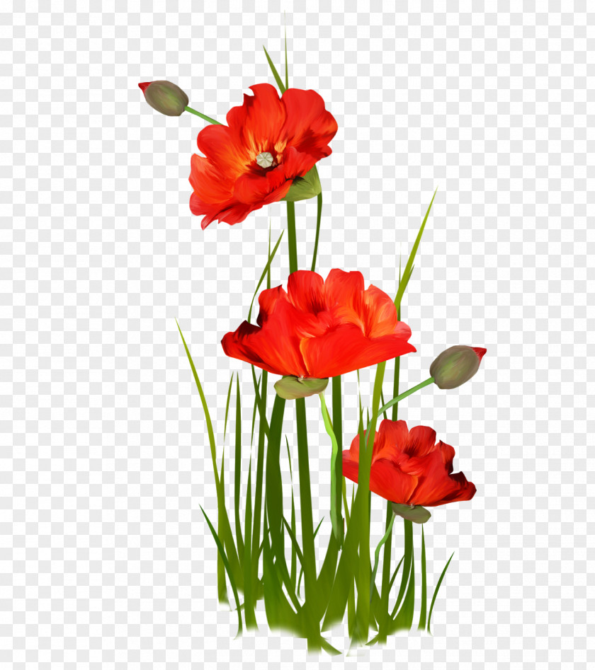 Flower Image Floral Design PNG