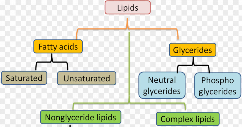 Lipid Fatty Acid Biochemistry Biology PNG