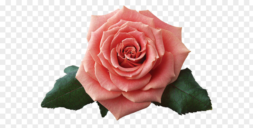 Rose Garden Roses Image Flower PNG