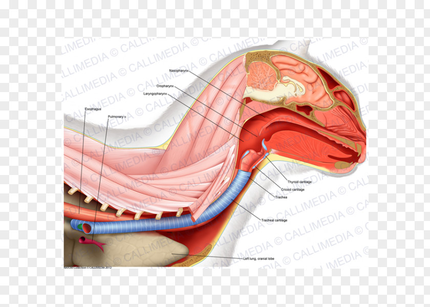 Design Product Shoulder Illustration Muscle Nerve PNG