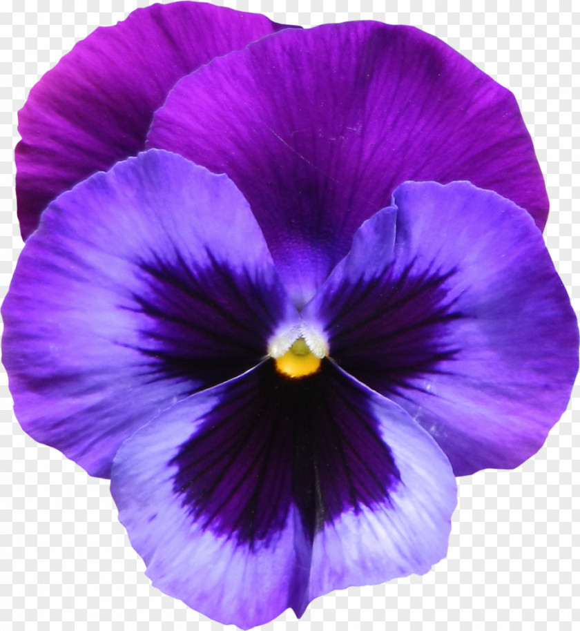 Large Transparent Purple Violet Flower Clipart Sweet Clip Art PNG
