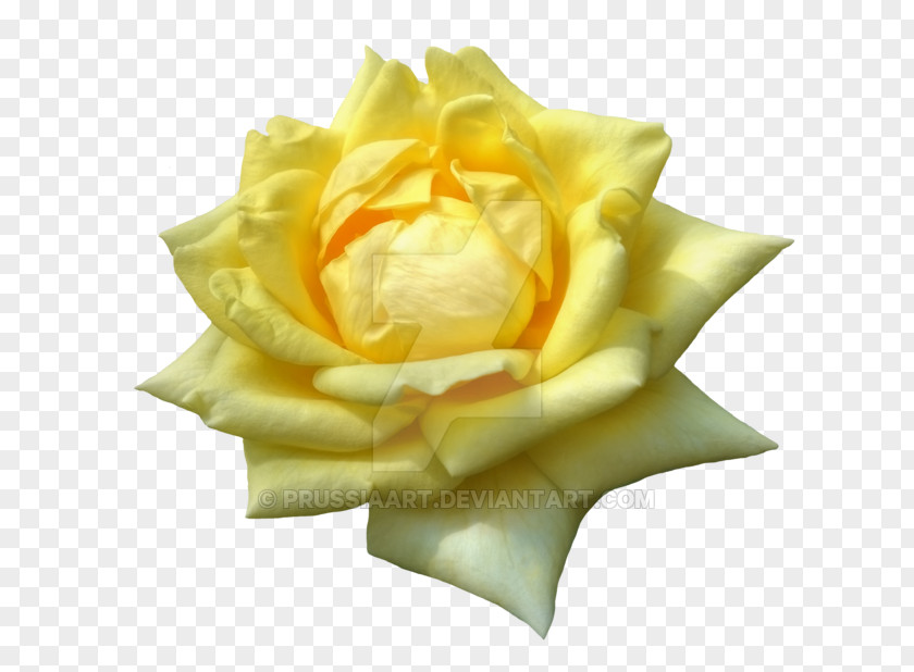 Yellow Rose Garden Roses Flower Petal PNG
