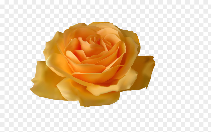 Yellow Roses Rose Flower Clip Art PNG