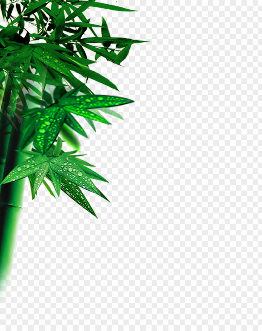 Bamboo Leaf Computer File PNG
