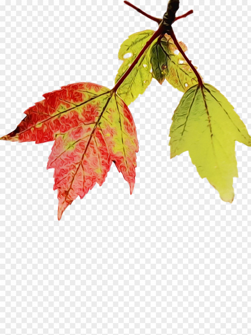 Leaf Maple / M Twig Science PNG
