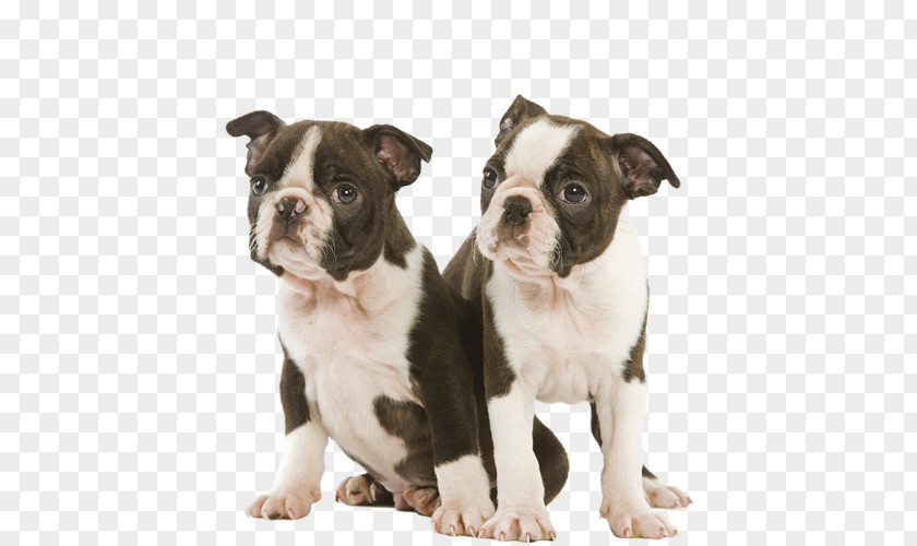 Puppy Boston Terrier Olde English Bulldogge Dorset Tyme Toy Bulldog Valley PNG