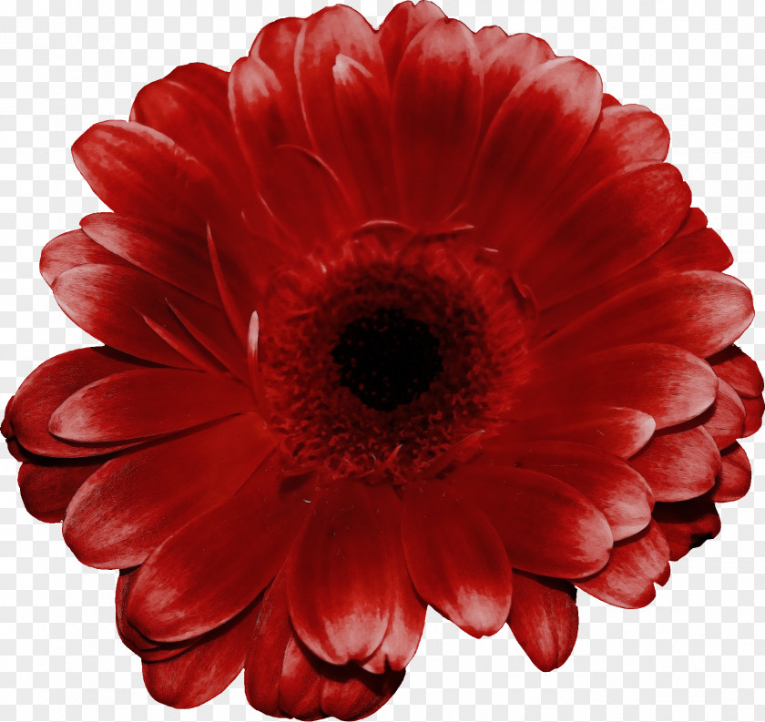 Annual Plant Daisy Family Barberton Gerbera Red Flower Petal PNG