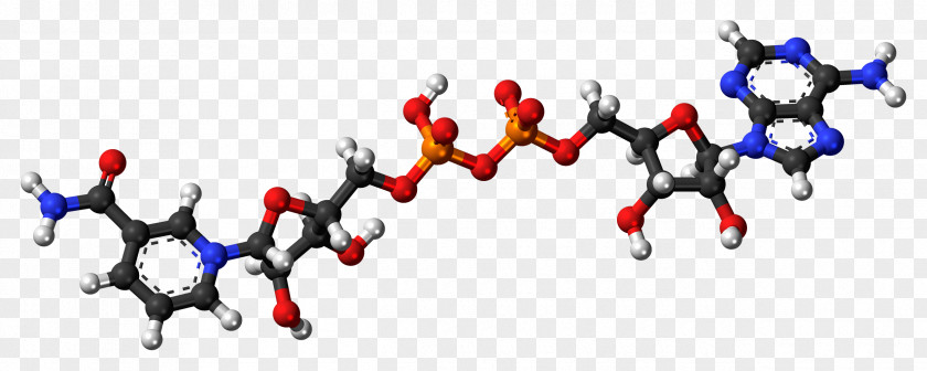Calcitonin Nicotinamide Adenine Dinucleotide Adenosine Triphosphate Phosphocreatine Hormone PNG