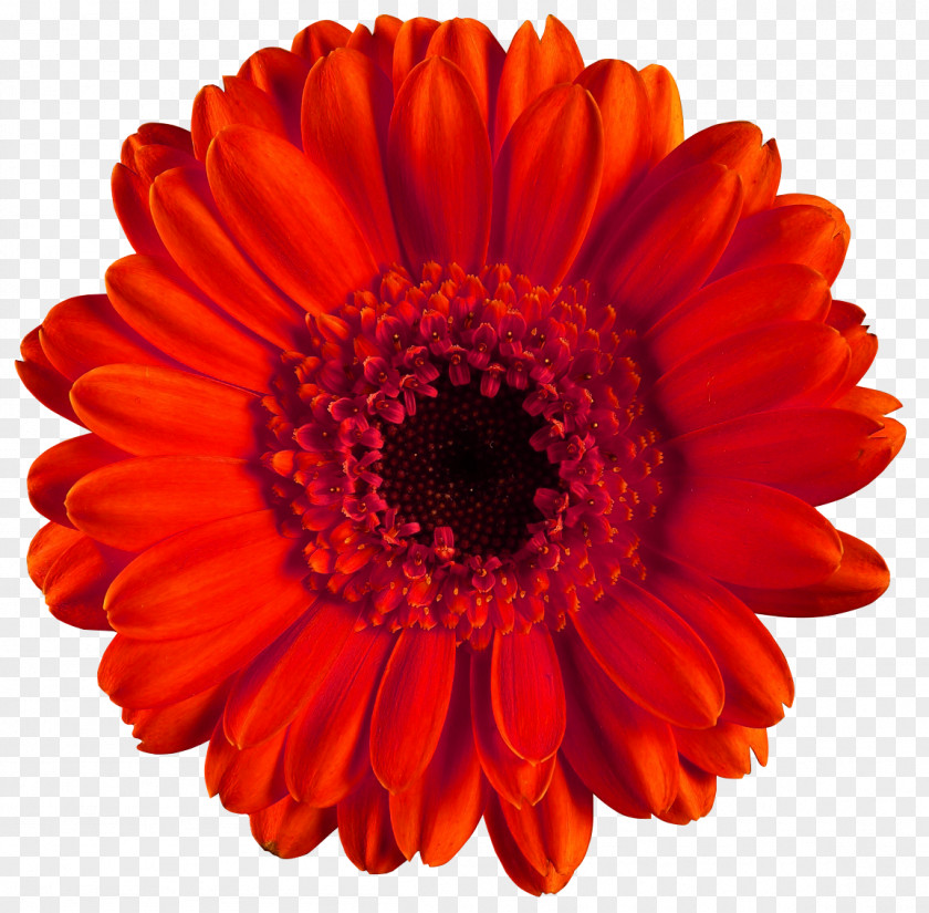 Coral Flowers Transvaal Daisy Common Red Flower Clip Art PNG