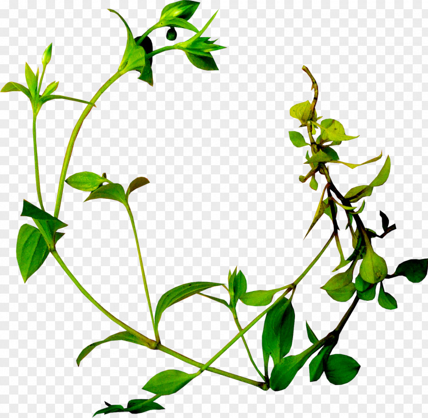 Flower Leaf Plant Clip Art PNG