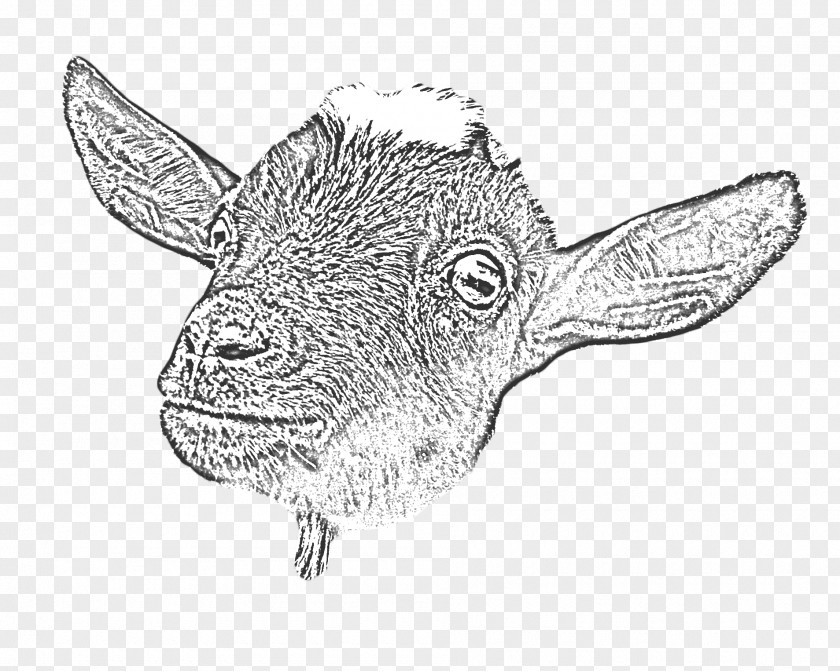 Goat Yoga Cattle Drawing Line Art PNG