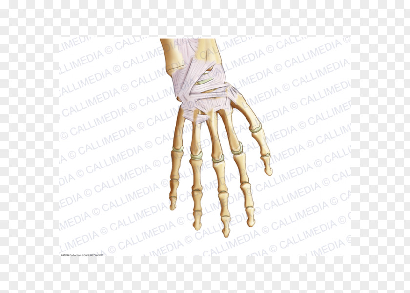 Hand Thumb Model PNG