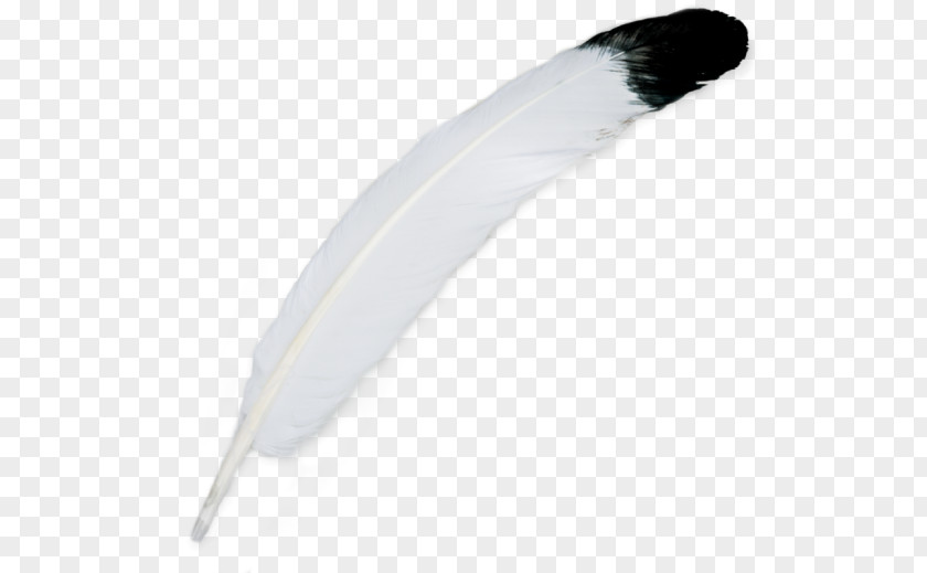 Indianer Feather Bird Federschmuck Plumes D'autruche White PNG