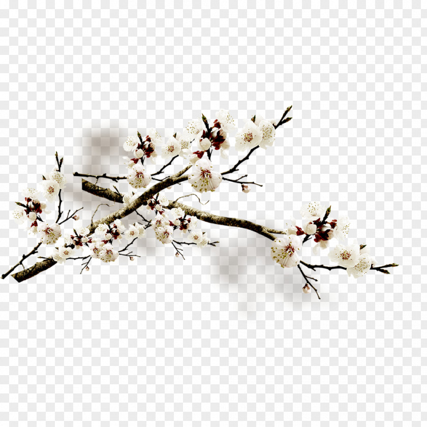 Plum Flower Blossom Petal PNG