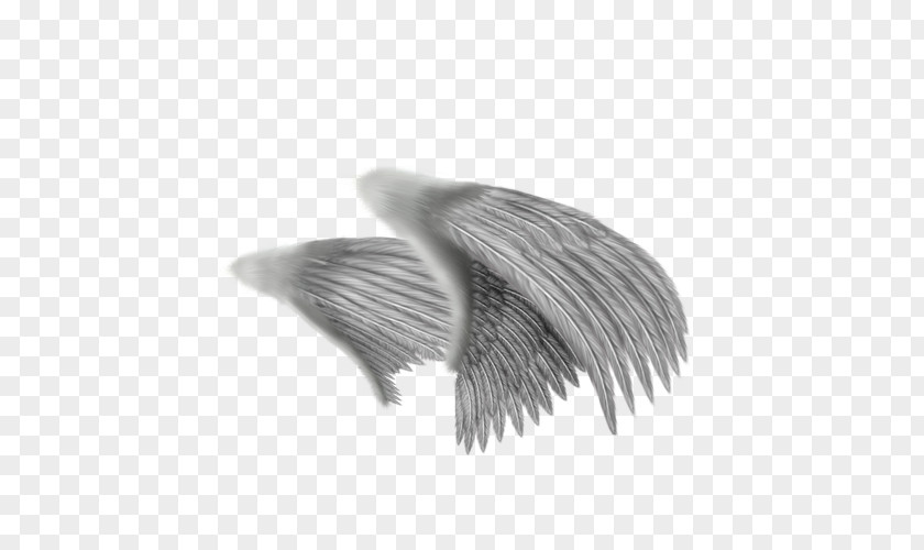 Creative Gray Wings Drawing Angel Feather PNG