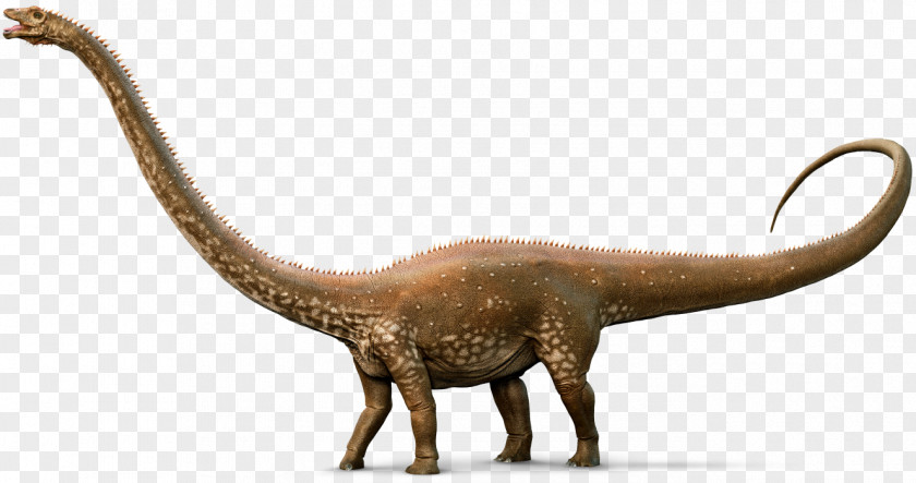 Dinosaur Vector Diplodocus Apatosaurus Amargasaurus Nigersaurus Mamenchisaurus PNG
