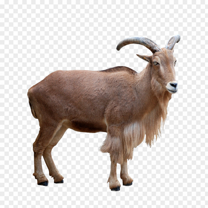 Goat Barbari Barbary Sheep Mouflon Deer PNG