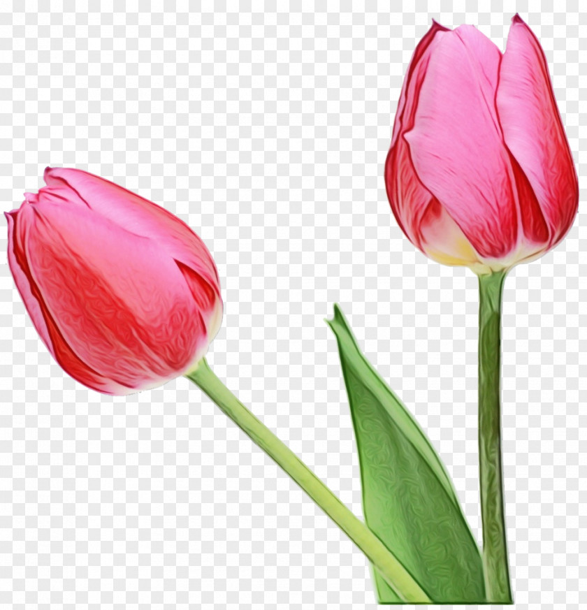 Indira Gandhi Memorial Tulip Garden Image Flower PNG