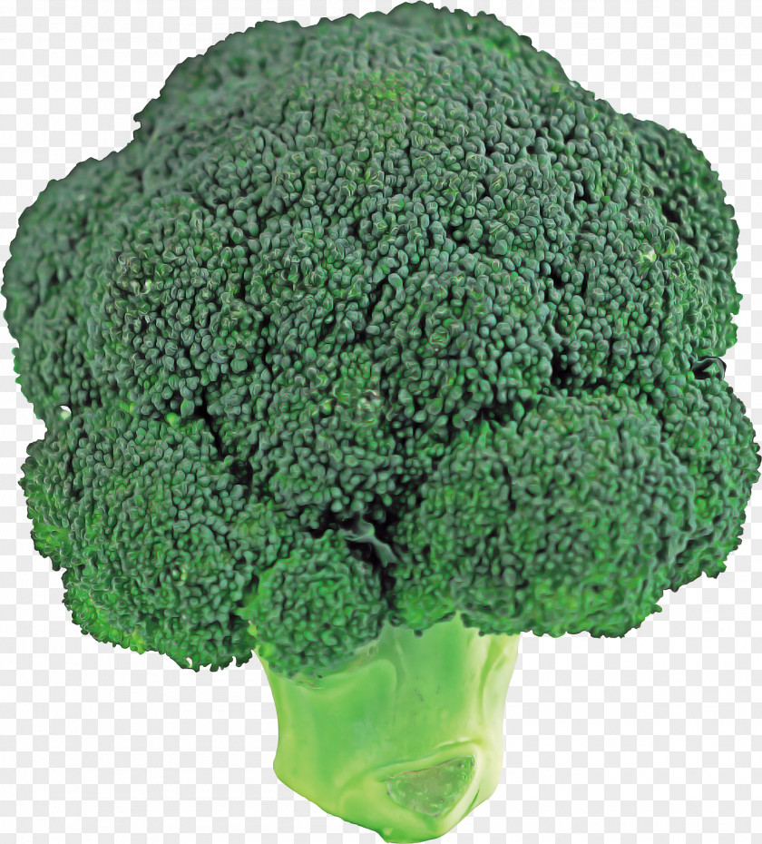 Kale Brassica Vegetables Cartoon PNG