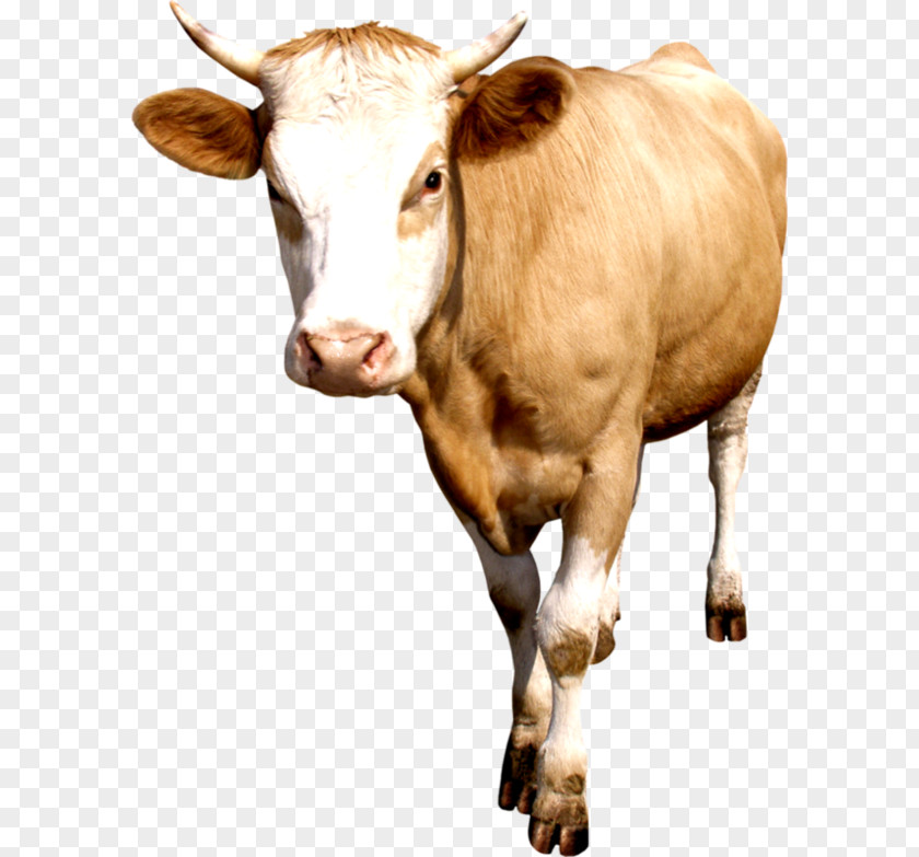 Taurine Cattle PNG