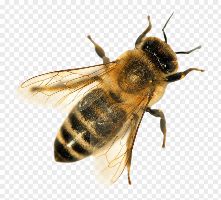Blowflies Wasp Bee Cartoon PNG