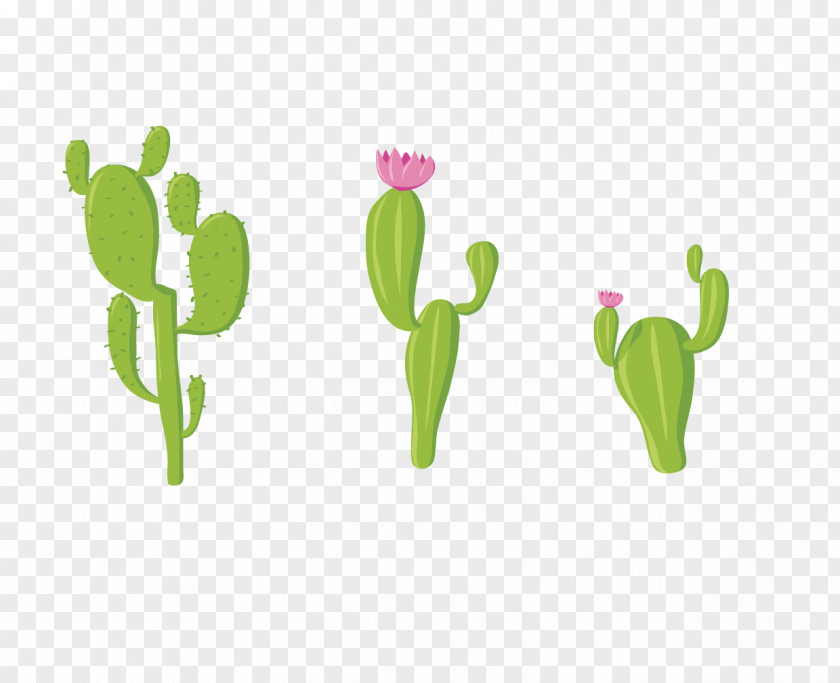 Cactus Cactaceae Green PNG