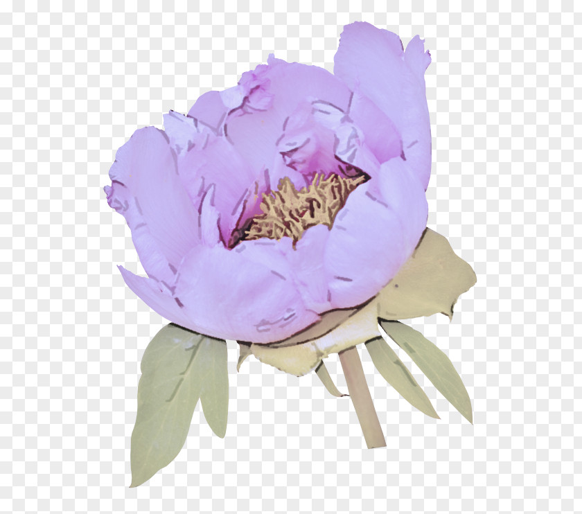 Chinese Peony Violet Petal Flower Common Pink PNG