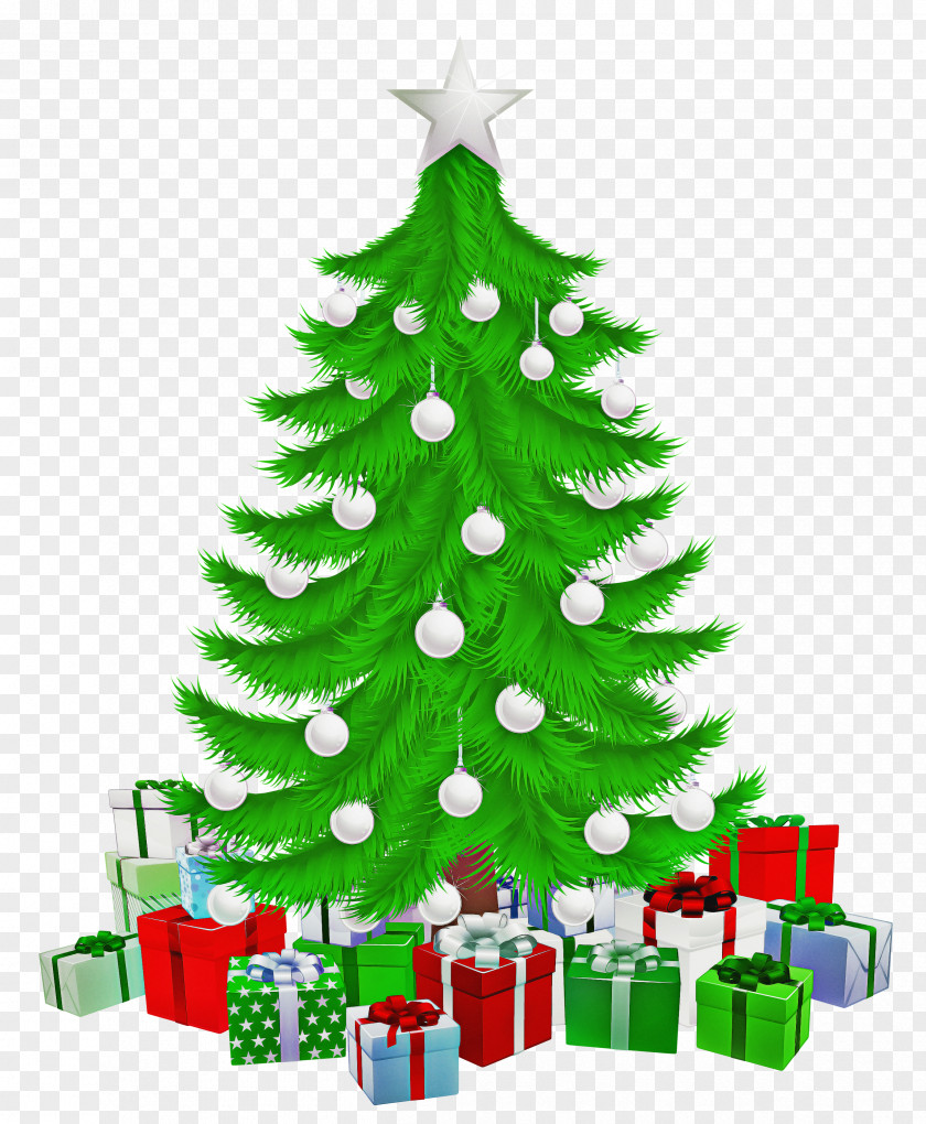 Conifer Spruce Christmas Tree PNG