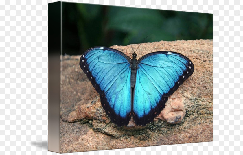 Glossy Butterflys Monarch Butterfly Morpho Menelaus Art Moth PNG