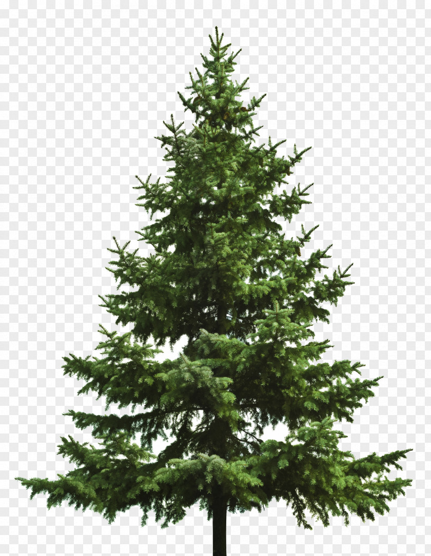 Pine Cone Christmas Tree Fir PNG