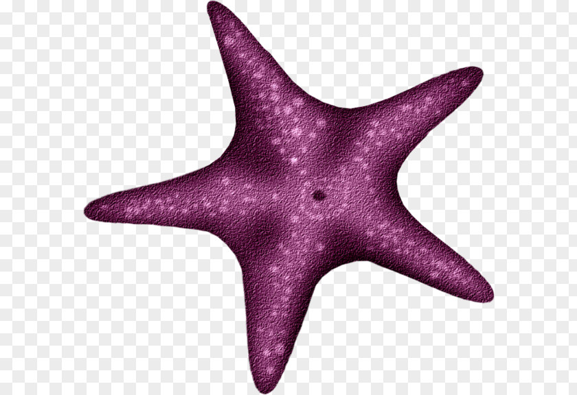 Starfish Echinoderm PNG