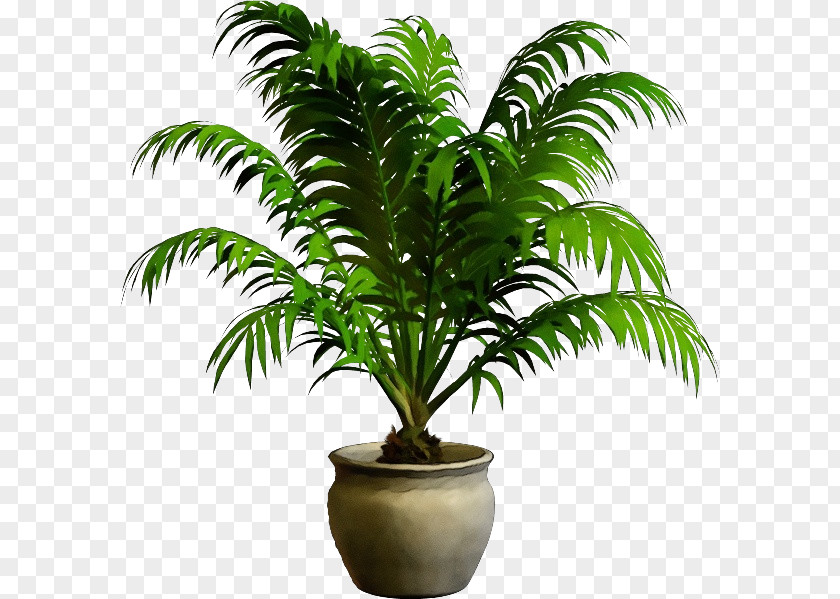 Woody Plant Arecales Palm Tree PNG