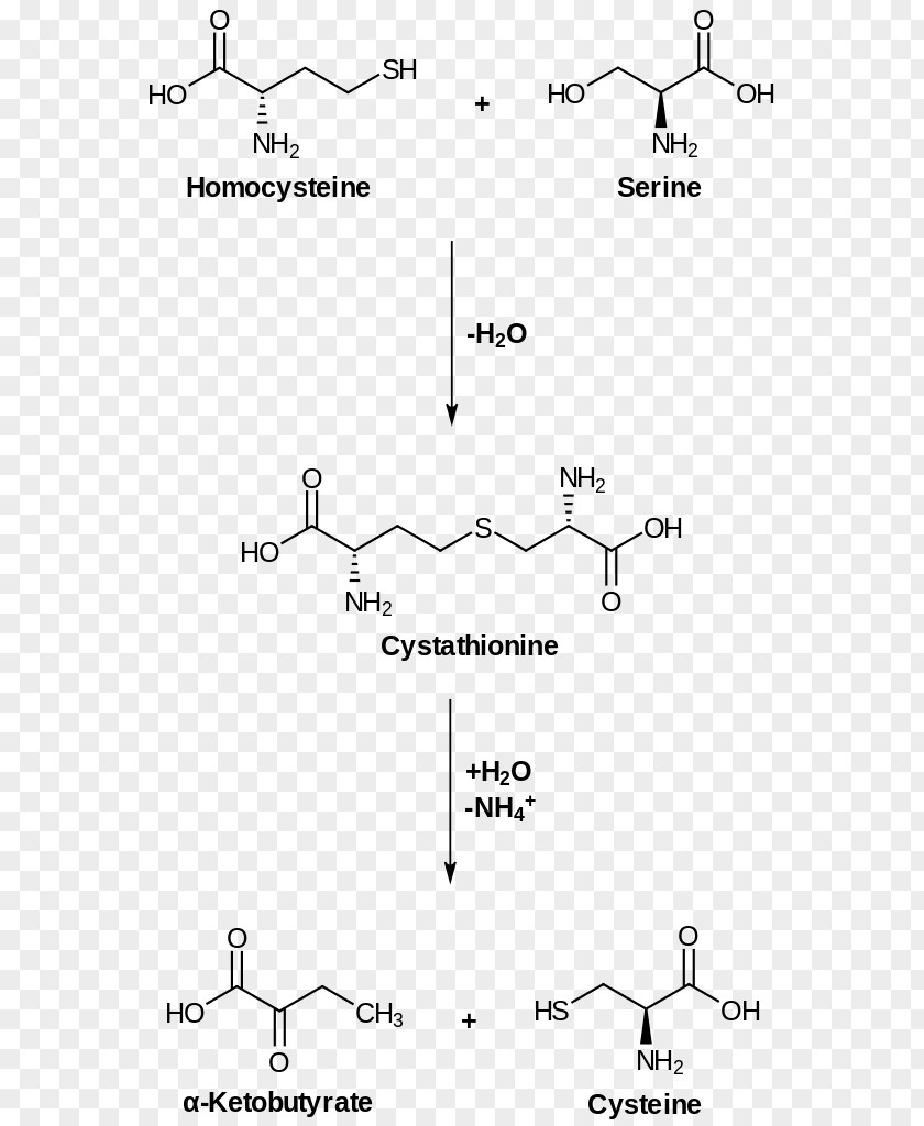 Biosynthesis Cysteine Homoserine Cystathionine Gamma-lyase Amino Acid PNG