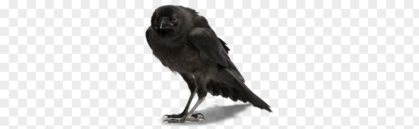 Crow PNG clipart PNG