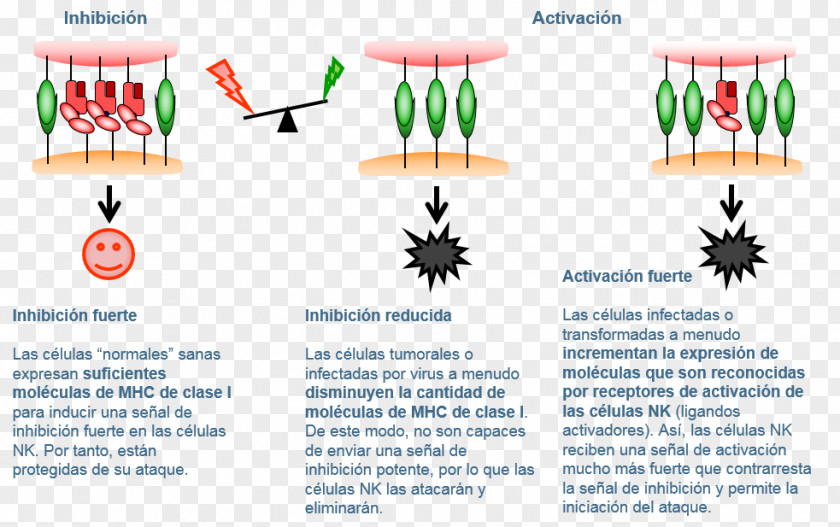 Natural Killer Cell Lymphocyte T Immunology PNG