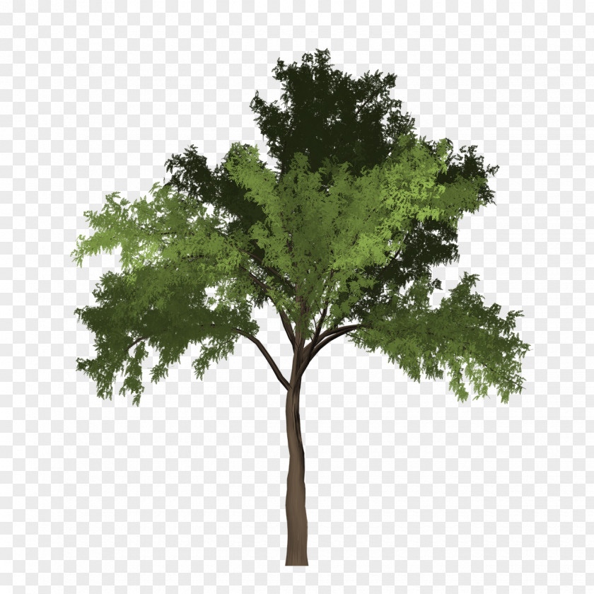 Tree Trees And Leaves Black Locust Clip Art PNG