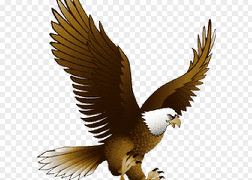 Eagle Bald Clip Art Golden PNG