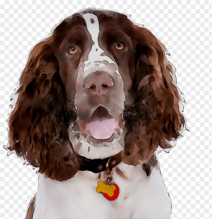 English Springer Spaniel Field Welsh Boykin Sussex PNG