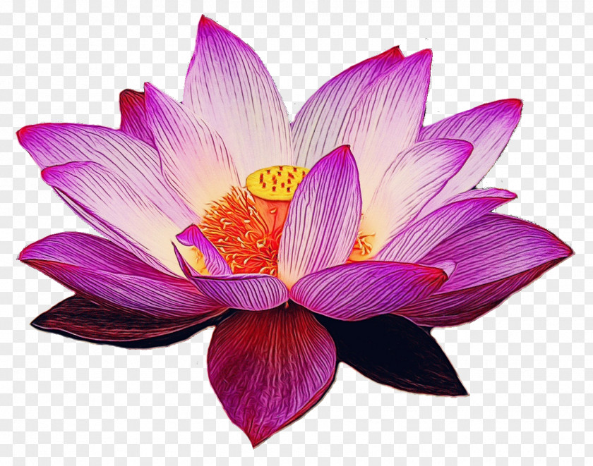 Lotus Sacred PNG