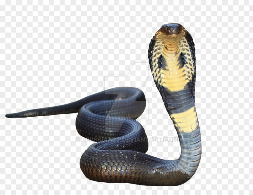 Snake Indian Cobra King PNG
