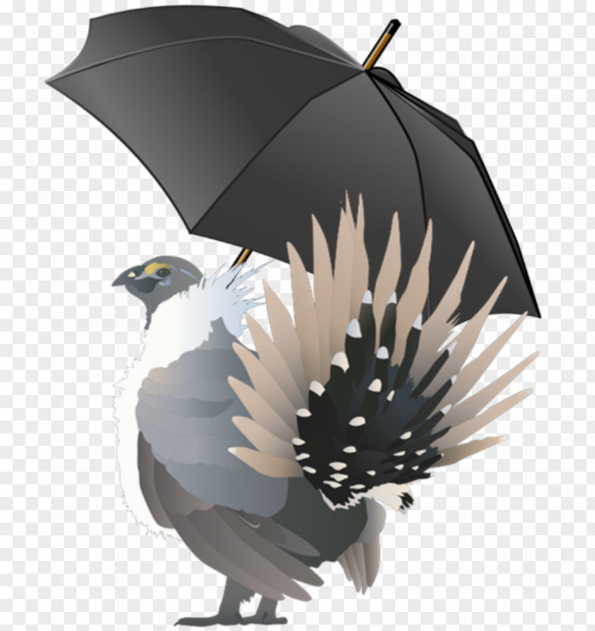 Bird Umbrella Species Greater Sage-grouse PNG