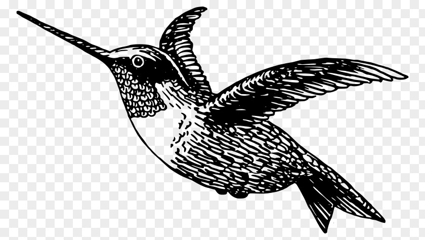 Black-chinned Hummingbird Clip Art PNG