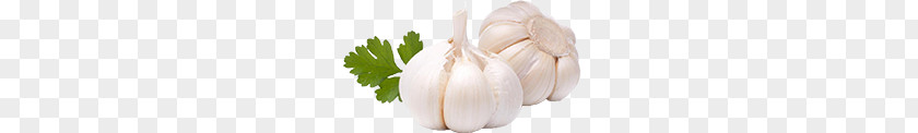 Garlic PNG clipart PNG